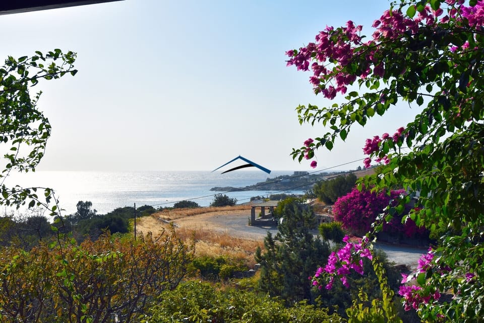 The view