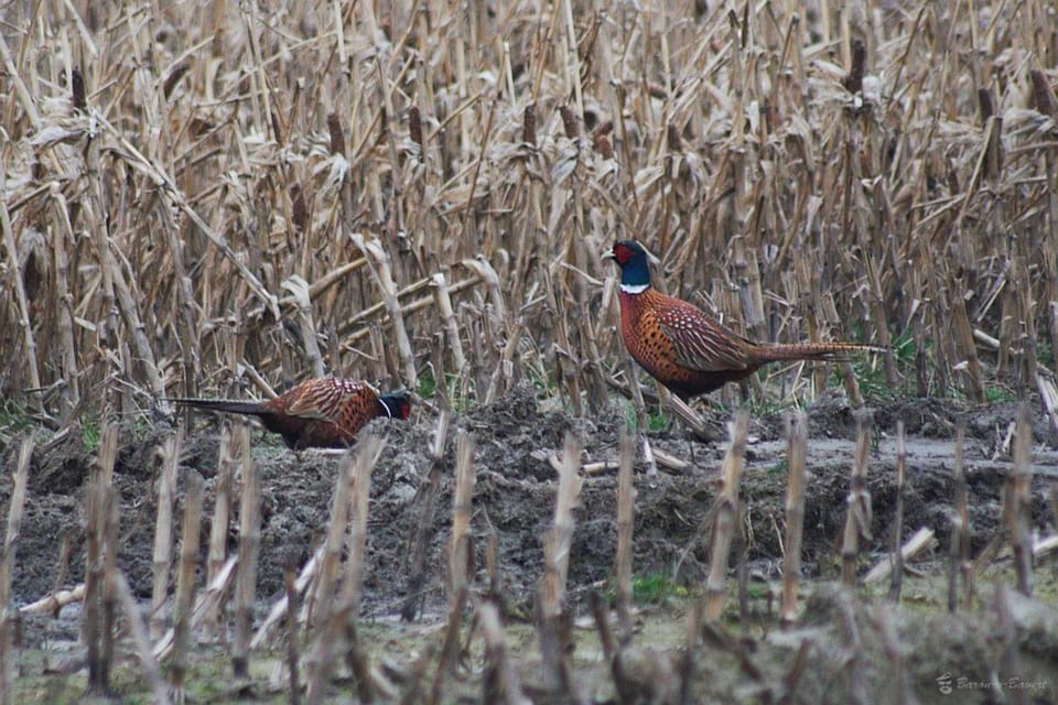Apartment in the country house Bensersiel Apartment in Esens