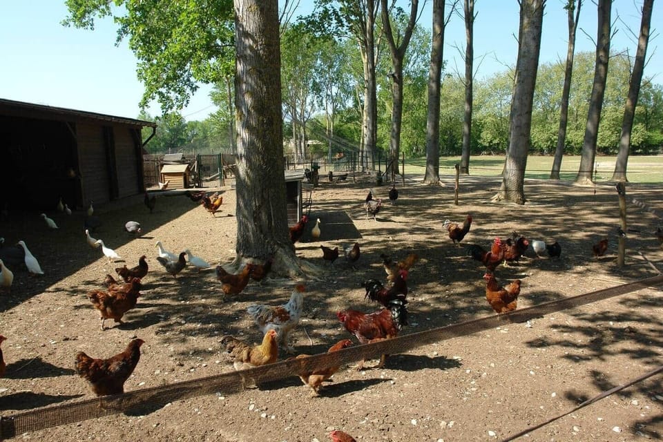 Mini zoo