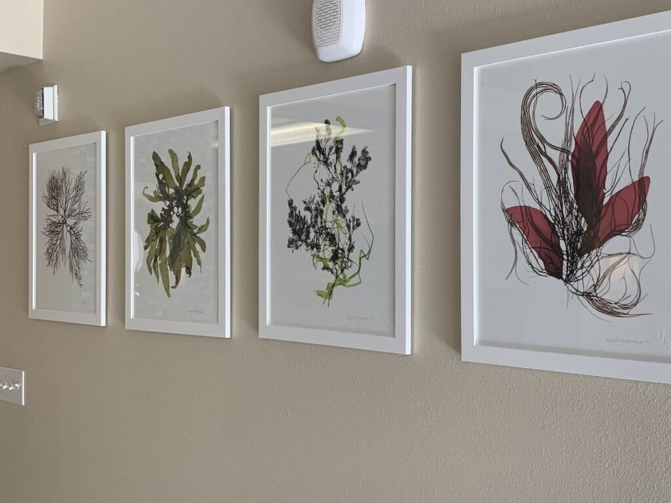 Mary Chatowski's seaweed art belongs in an art gallery, but you can enjoy it here.