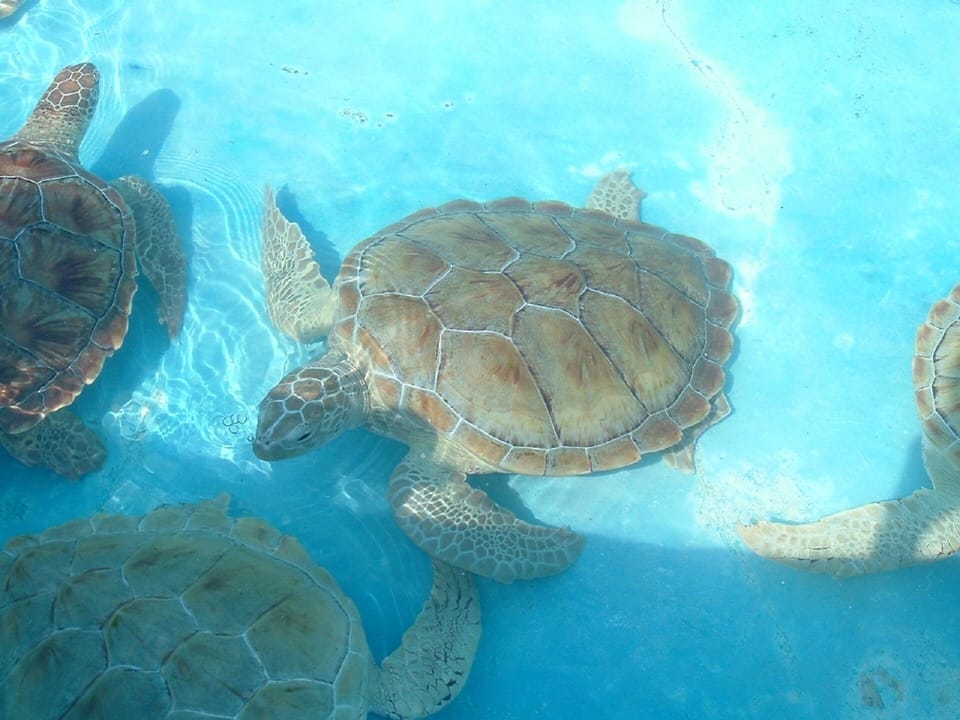 Turtles at nearby Turtle Farm