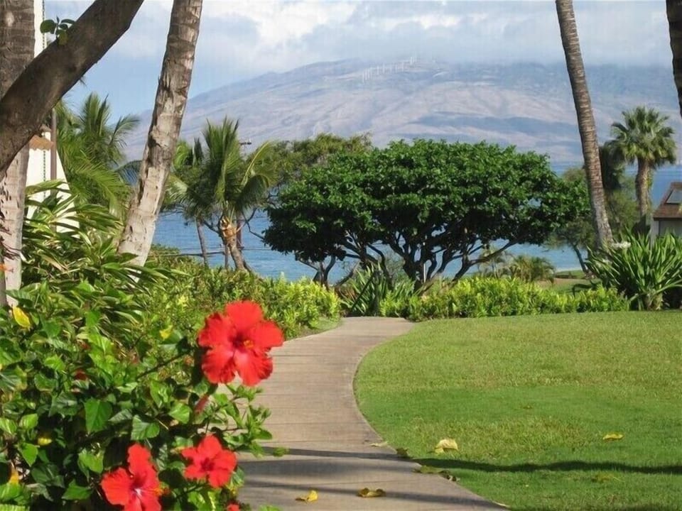 Walkway to Kamaole III beach and lovely great lawn. Best sunset views on Maui!