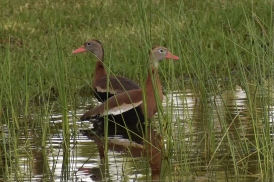 Whistling Ducks!