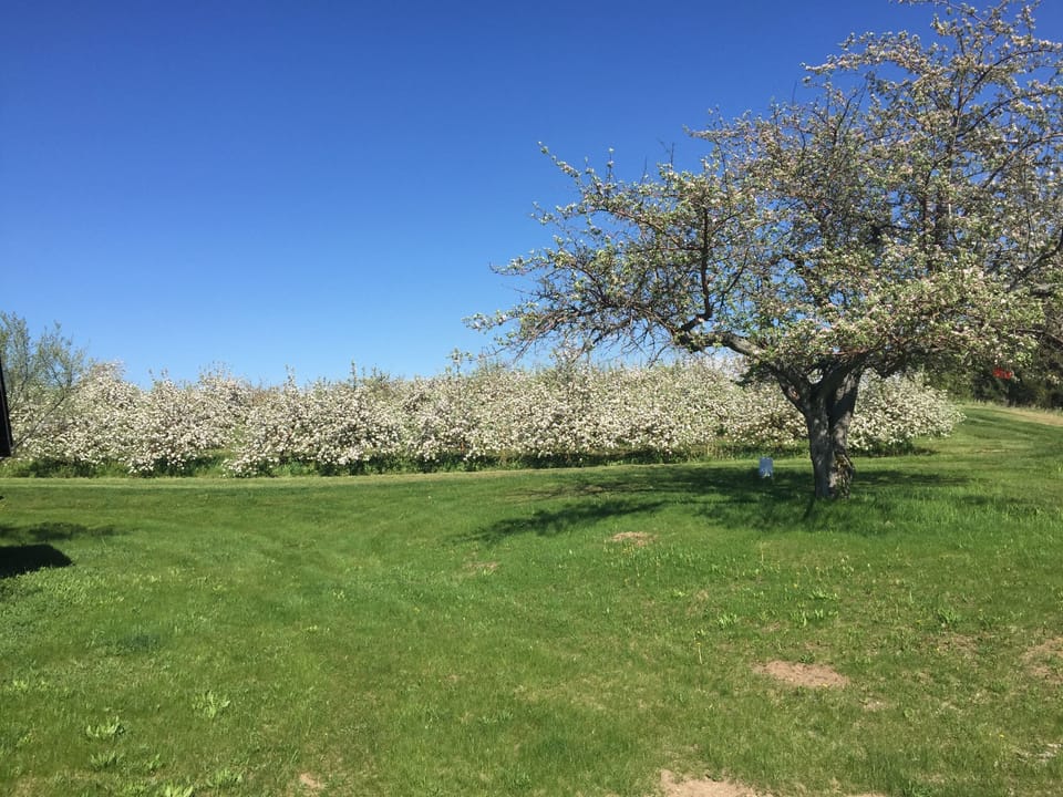 The apple orchard behind the house.