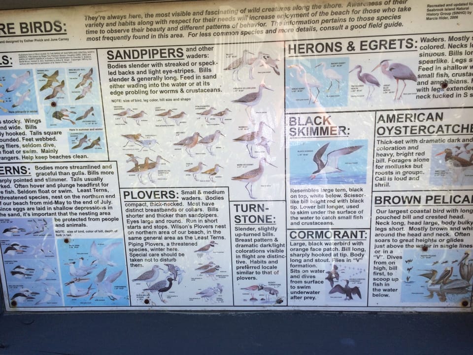 Birds on Seabrook Island