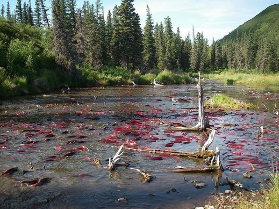 Red salmon-so much beauty in Alaska-welcome to the Kenai Peninsula!!