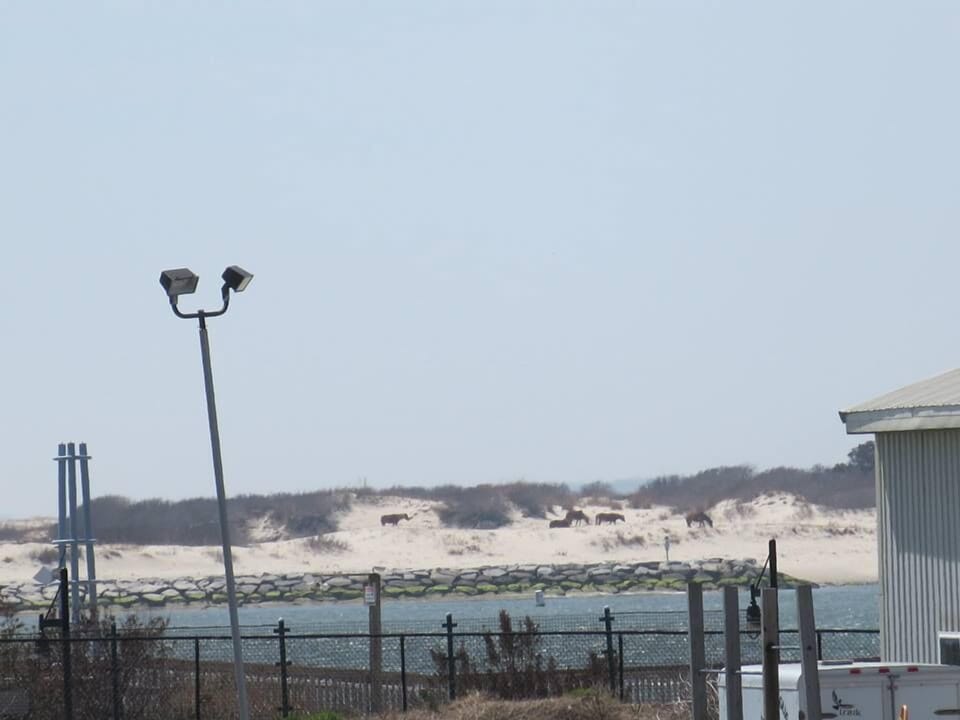 Pictures of Assateague Ponies from Balcony