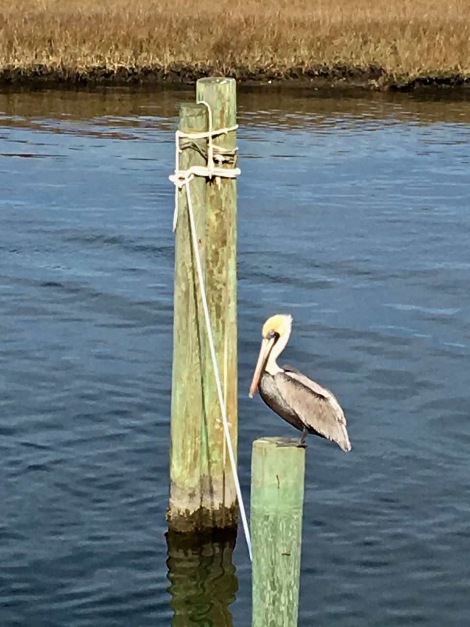 Pelican