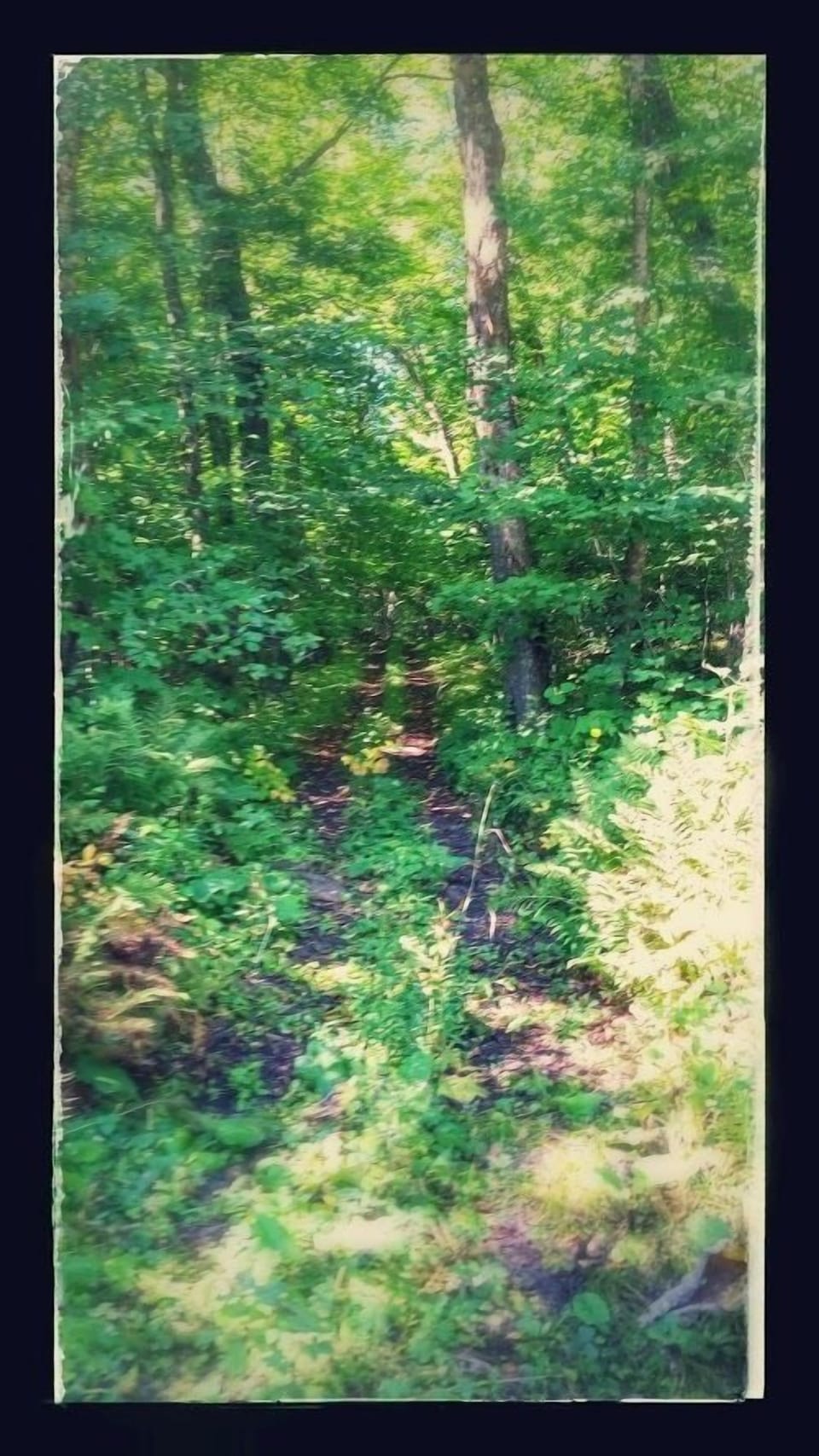 Trails throughout the 120 acre property. Like your own private state park!