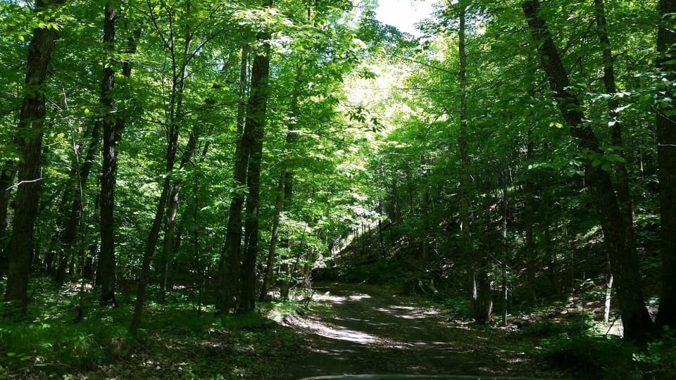 Trails through the woods