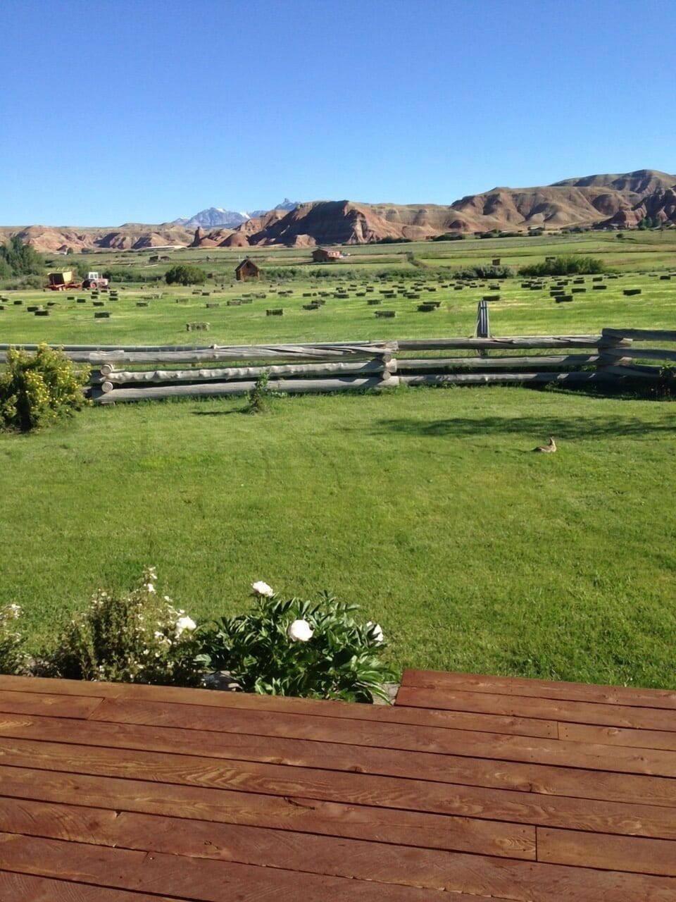 Freshly Cut Hay from the side of the cabin.