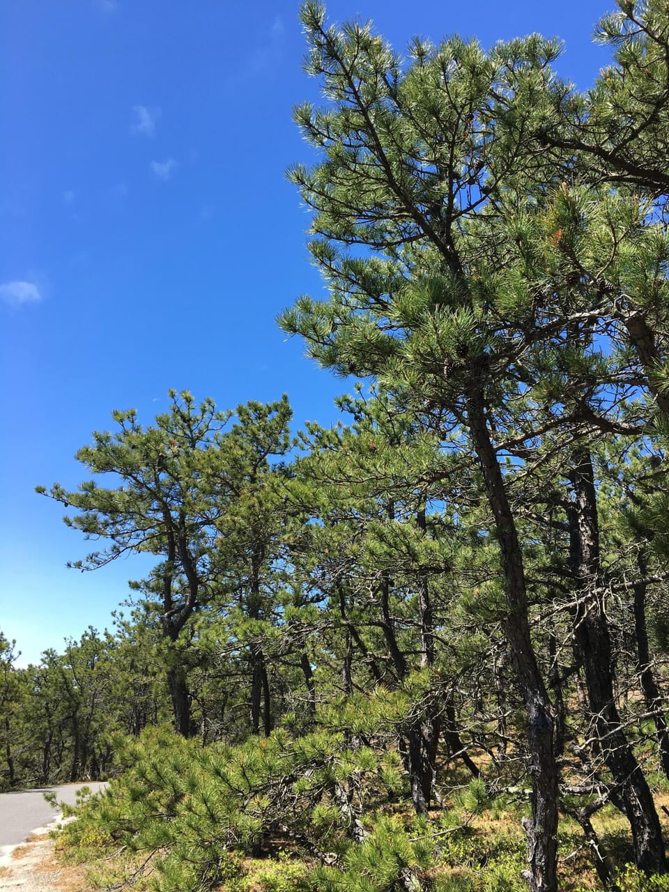 Scrub pines along the bike path