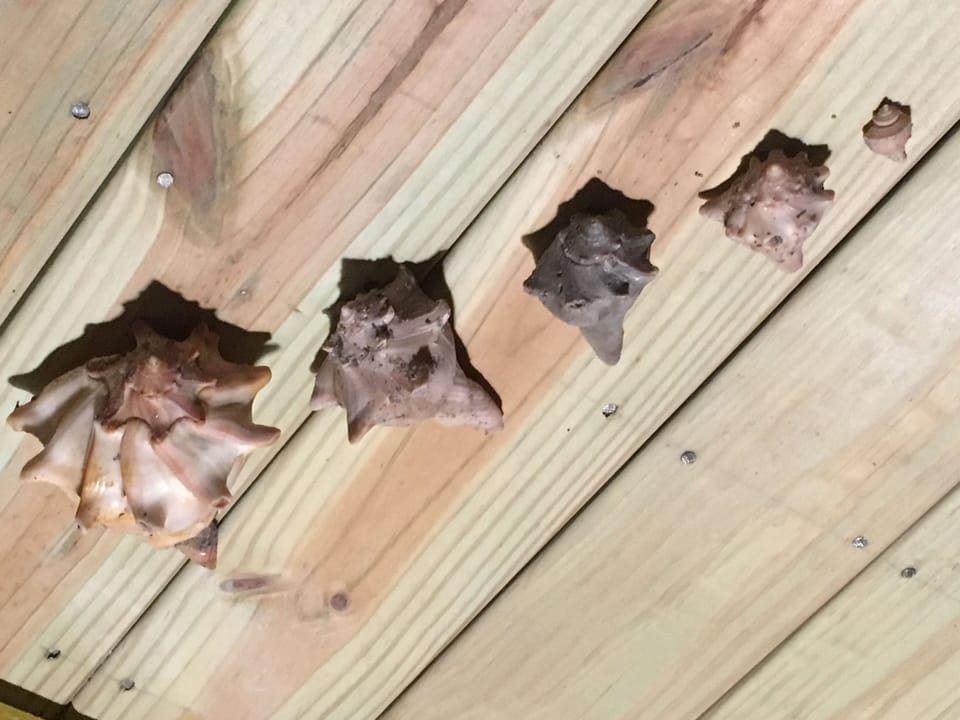 So many beatiful shells!