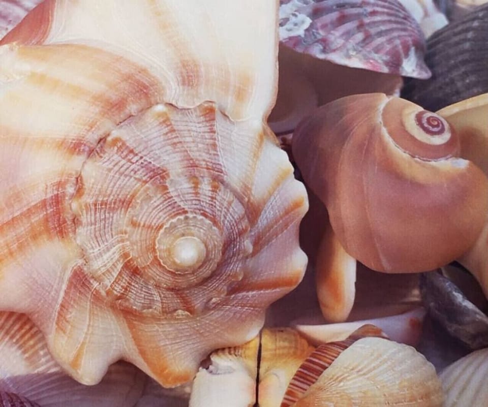 What treasures and keepsakes will you find on the beach?