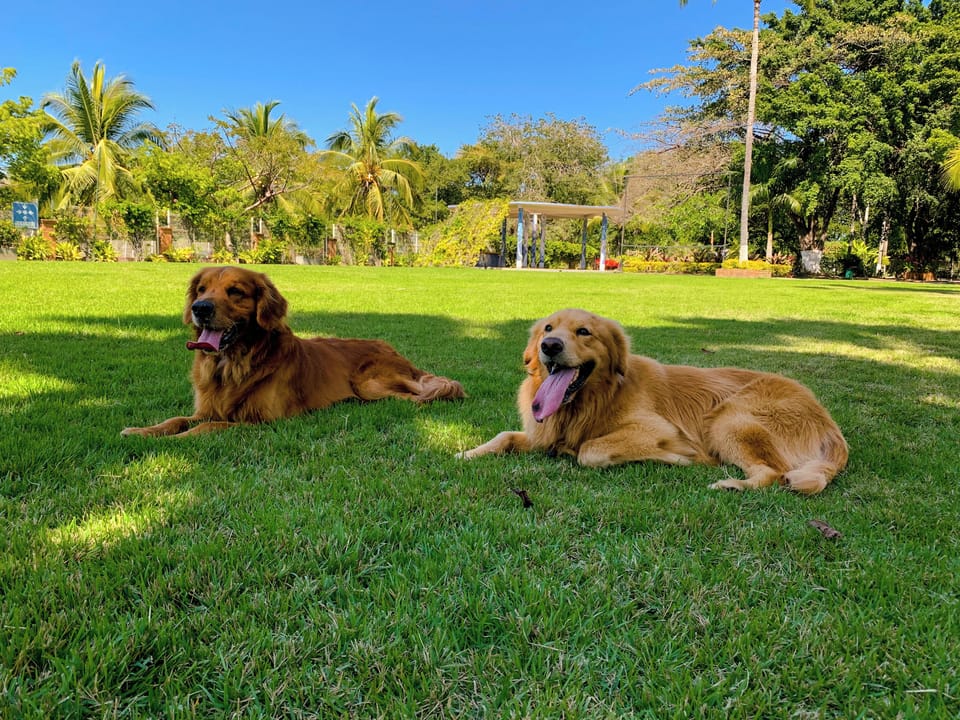 Pet-friendly