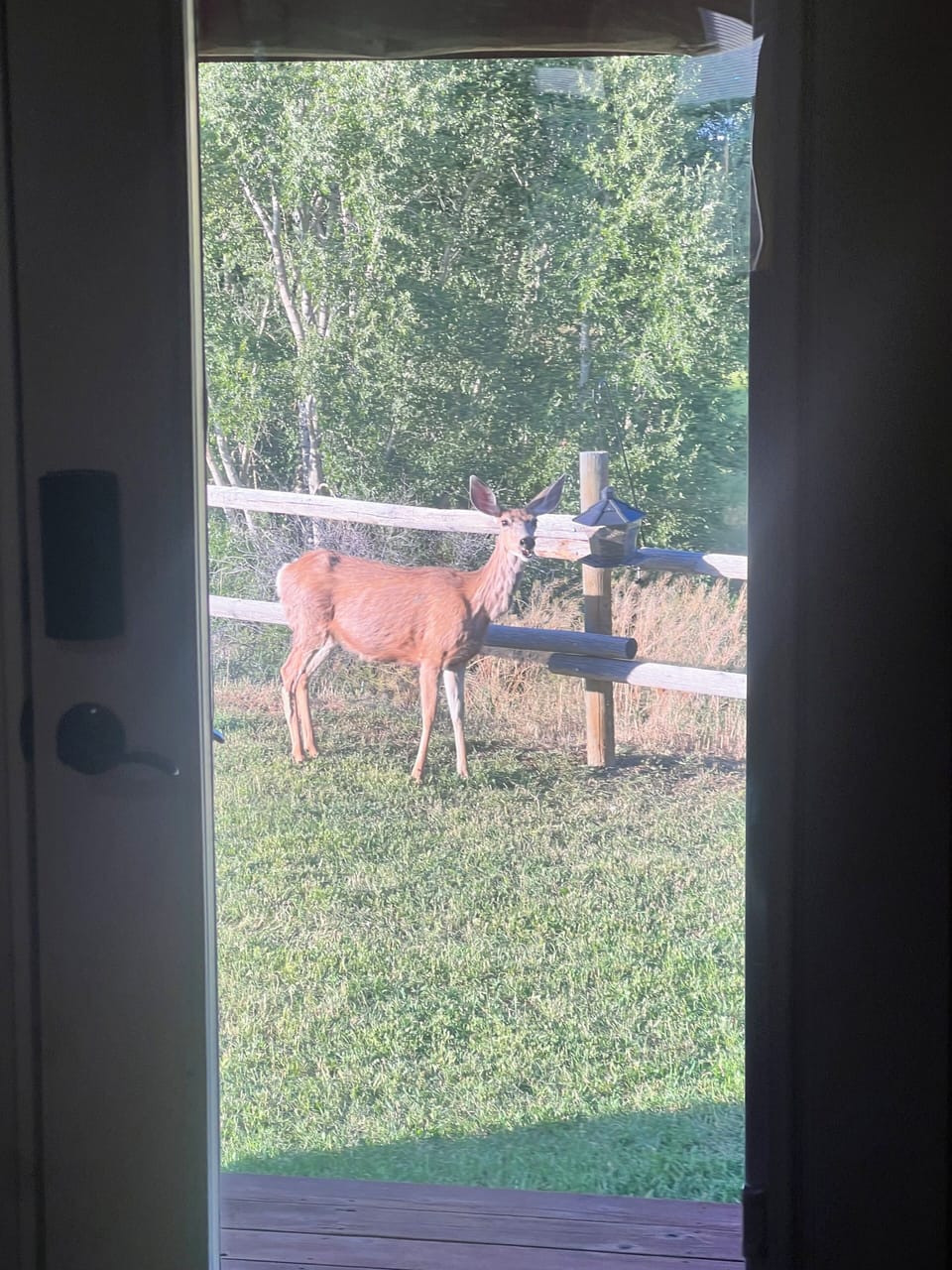 More animal friends ( looking in door)