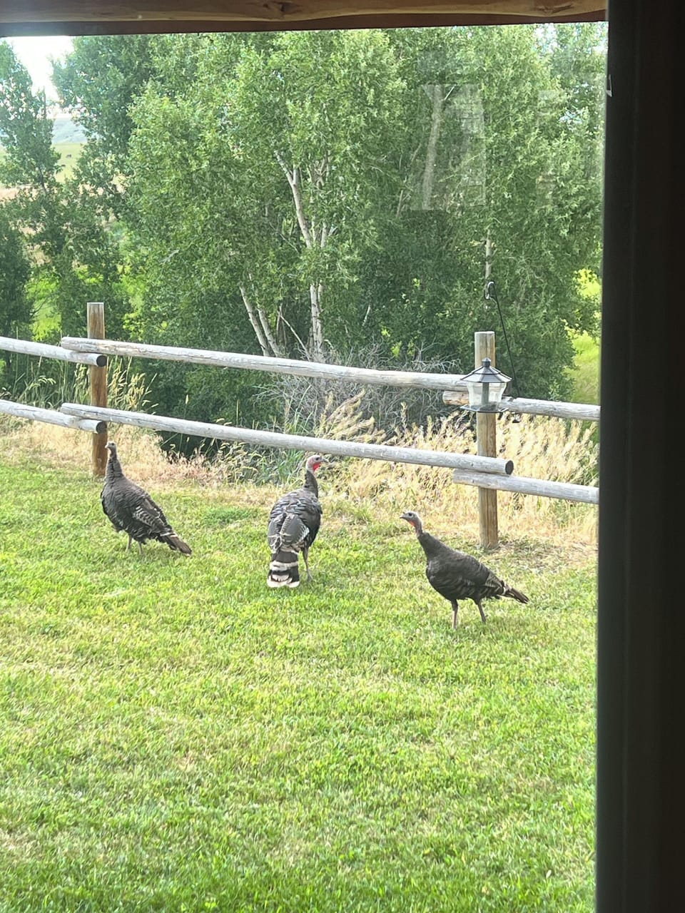 Grab some bird seed to help take care of property mascots (front door view)