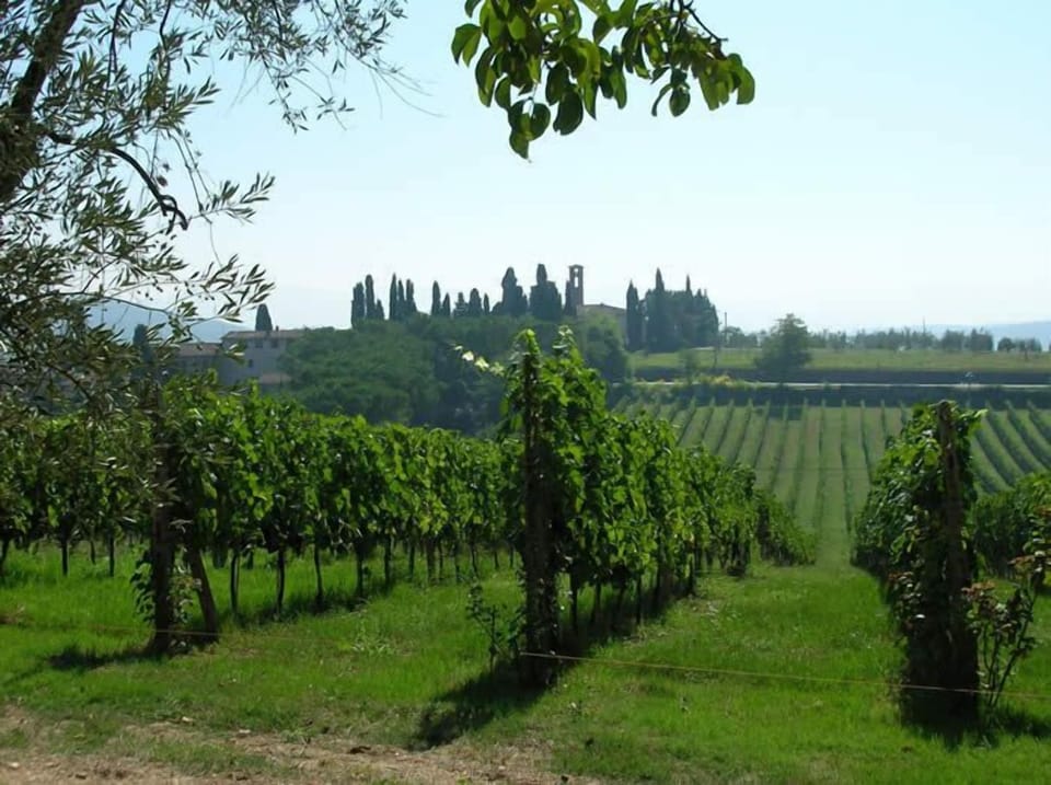 ...grapes vines walking around...