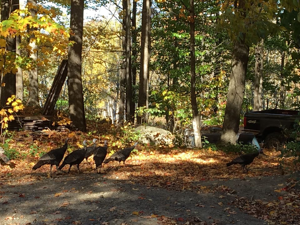 Turkeys everywhere!  Just so much wild life to be seen near to Kiwi Lodge.