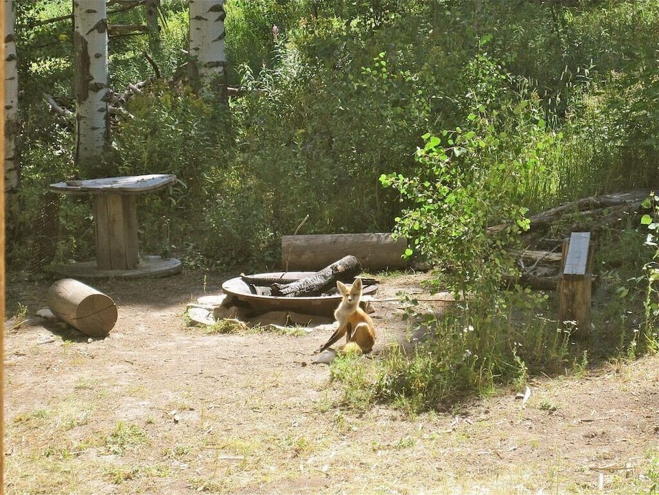 A red fox by the fire pit  - taken by one of our guests