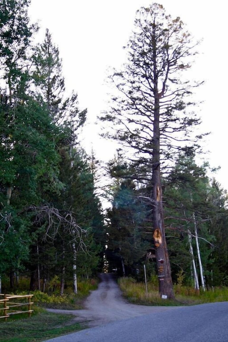 Road leading to the cabin.