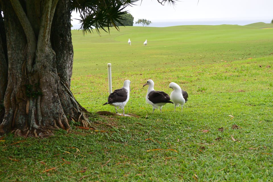 Juvenile albatross having a social hour during their spring break in January.
