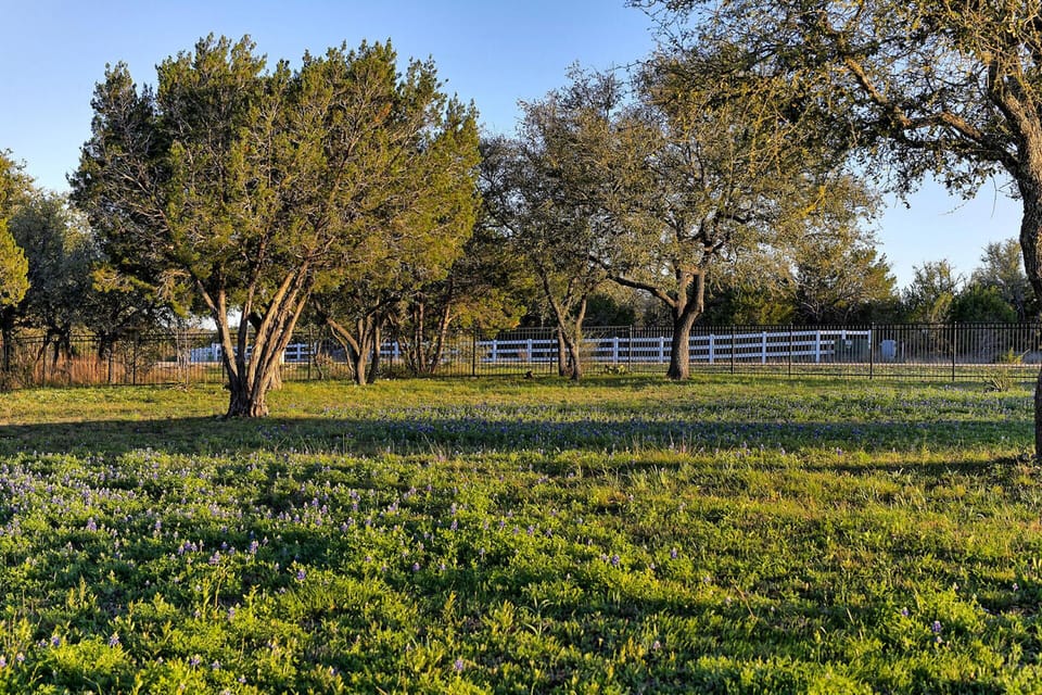Wild Texas bluebonnets in the Spring