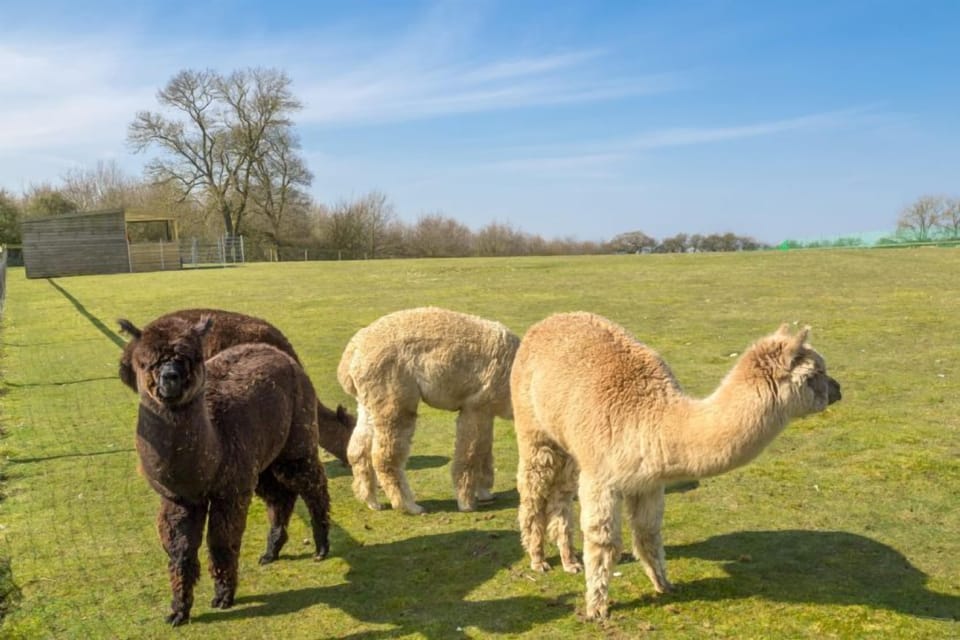 The alpaca herd
