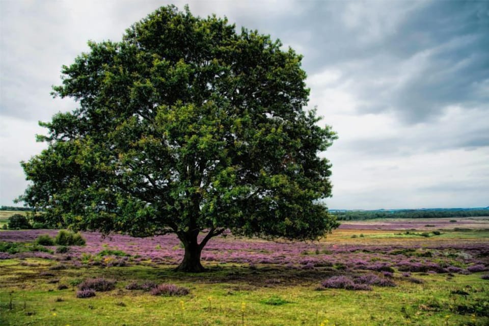 Blooming heather at Roydon Common
