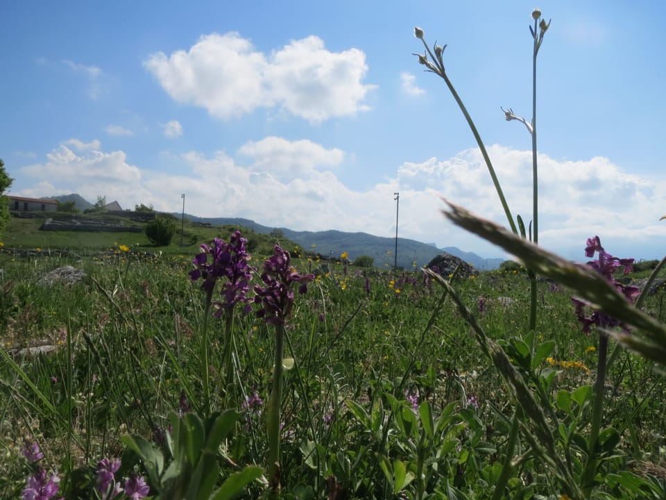 Wild orchids 