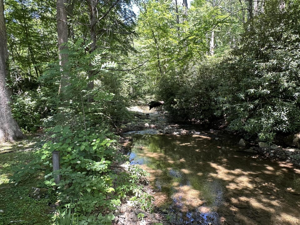 Dappled sunlight filters through dense green trees onto a shallow creek with a rocky bed and leafy banks.