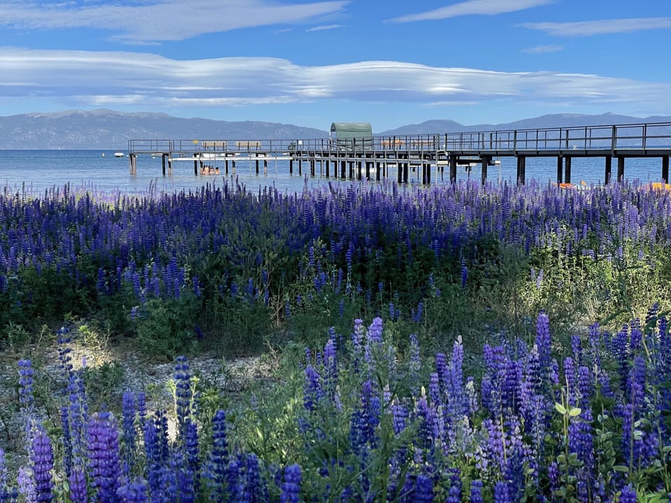 Lake tahoe Lupines