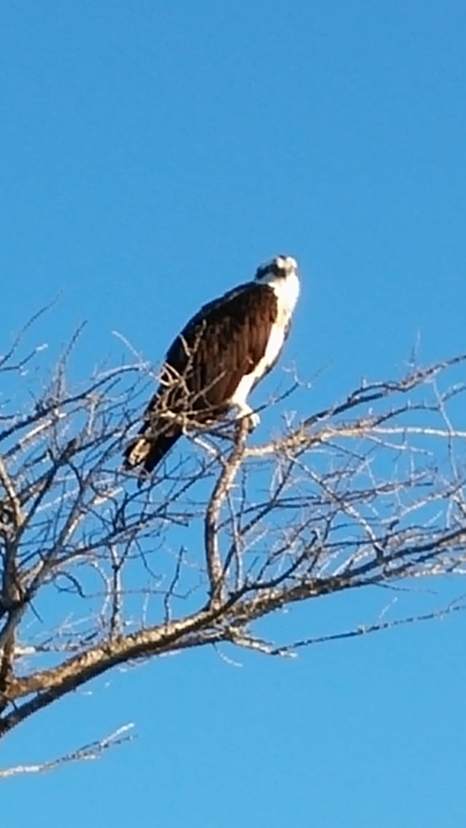 Osprey by beach
