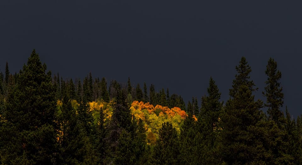 aspens and start of fall-20