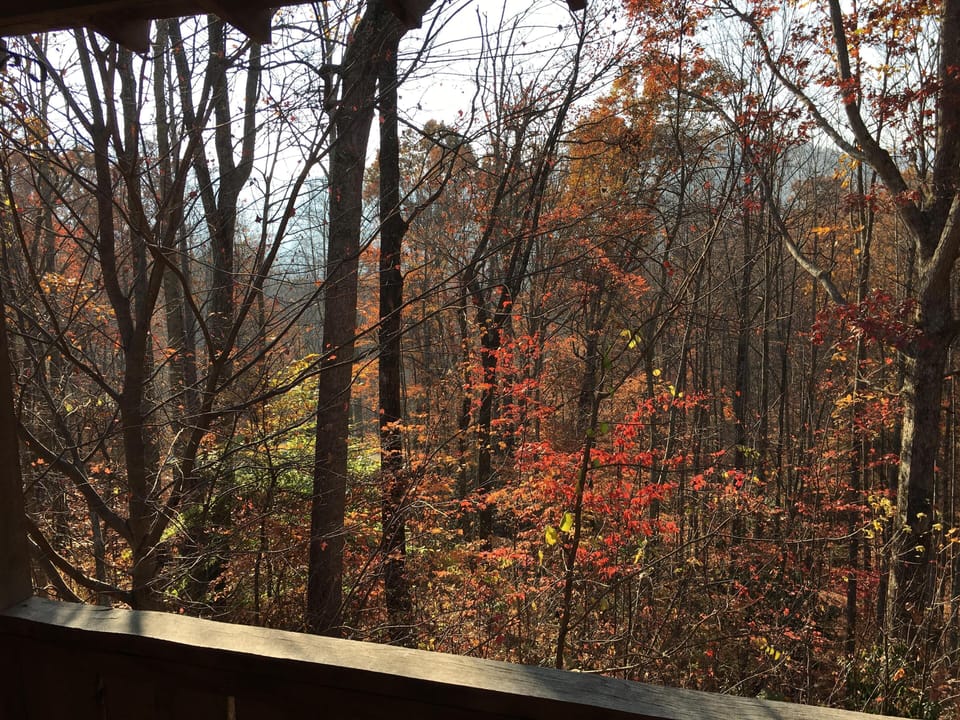 Tranquil forest view from a cozy porch retreat