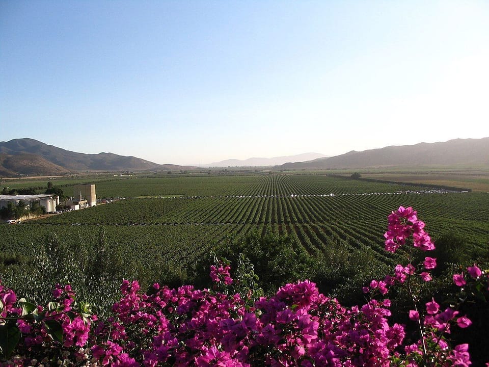 Guadalupe Valley - Mexico's Napa Valley - Just 20 minutes away