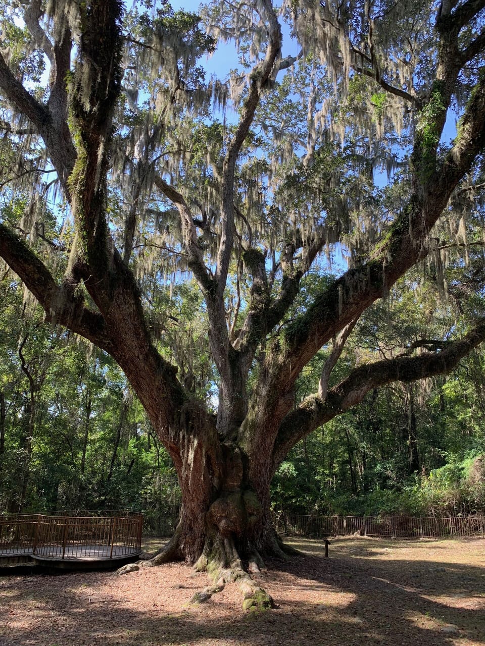 Jackson Oak in nearby Village Point Park