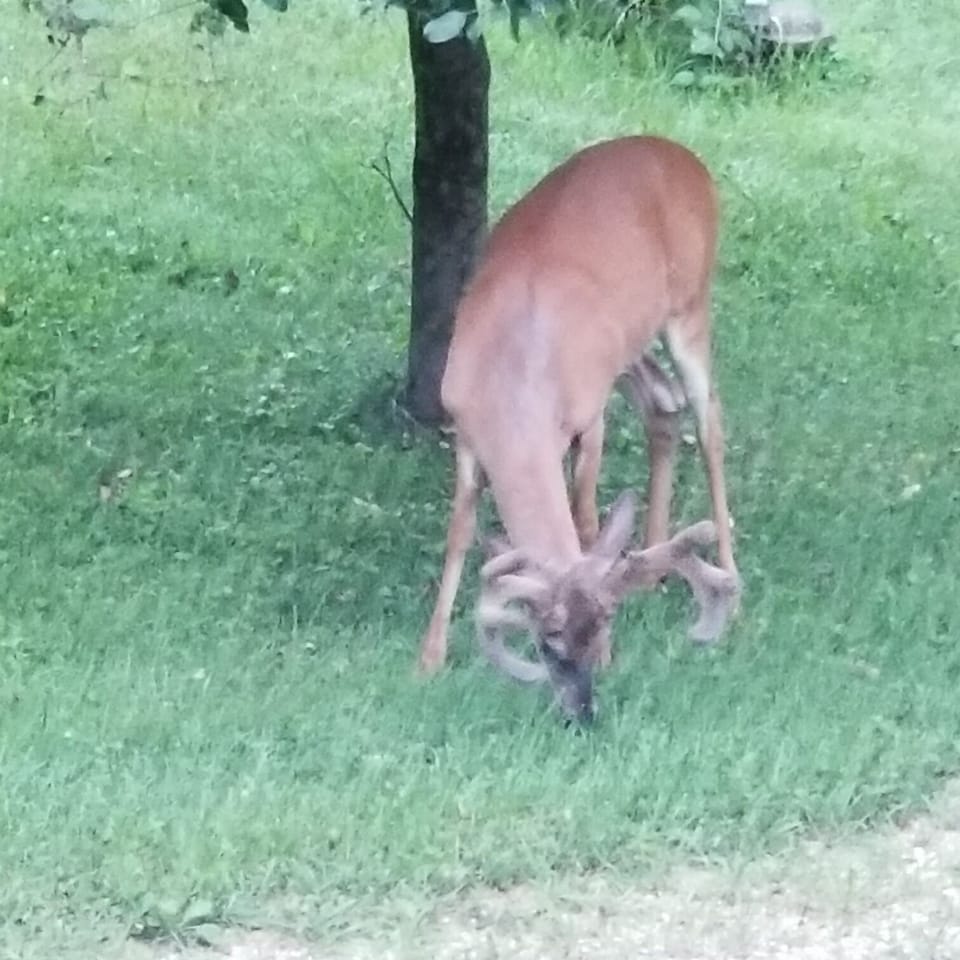 Nature visits you.