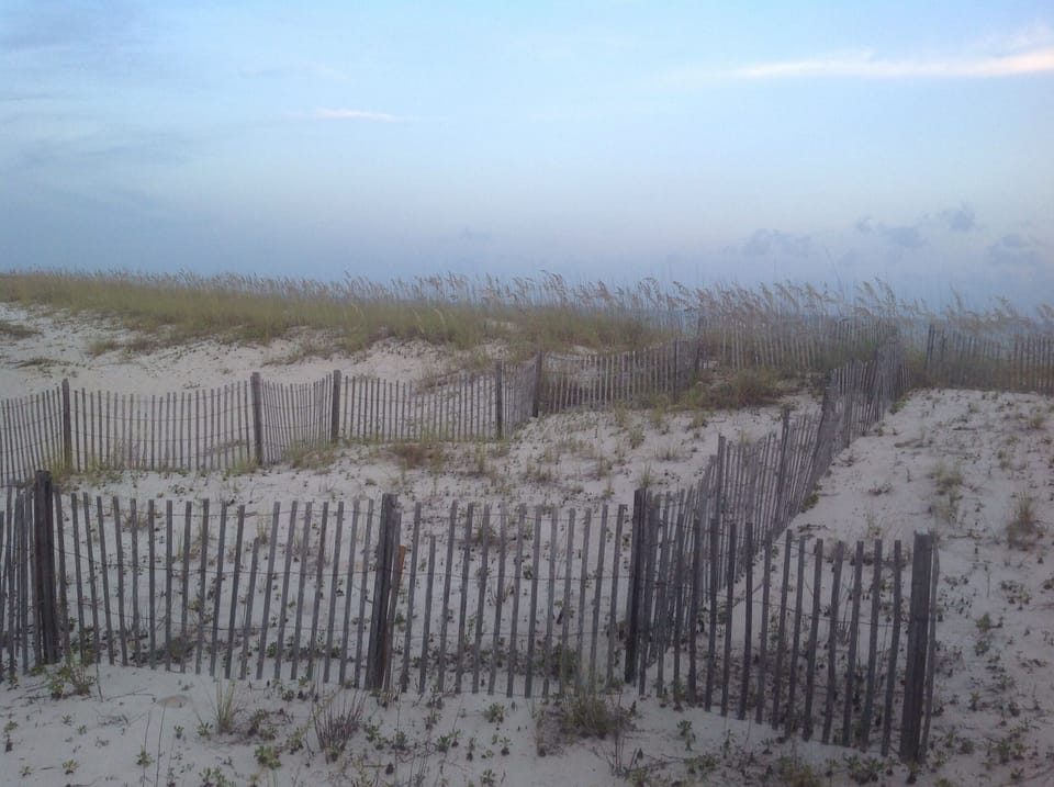 beautiful sea oats at Gulf Shores Surf and Racket beach area...