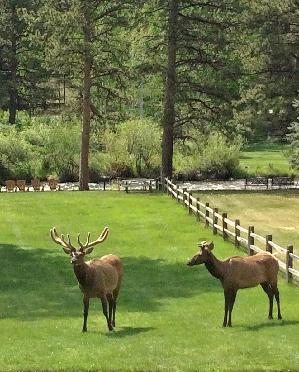 Elks at picnic area