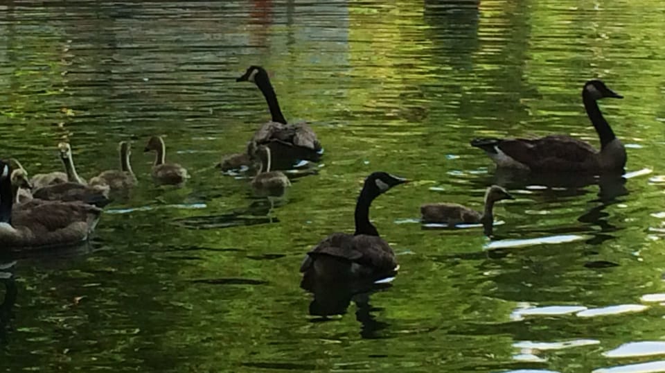 Common visitors