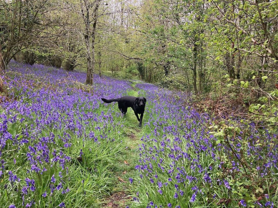 Bluebell Woodland Walks 