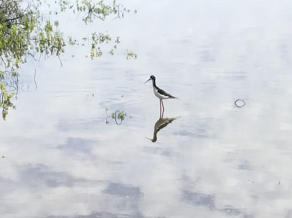 Endangered ae'o (Hawaiian stilt) at Kealia.