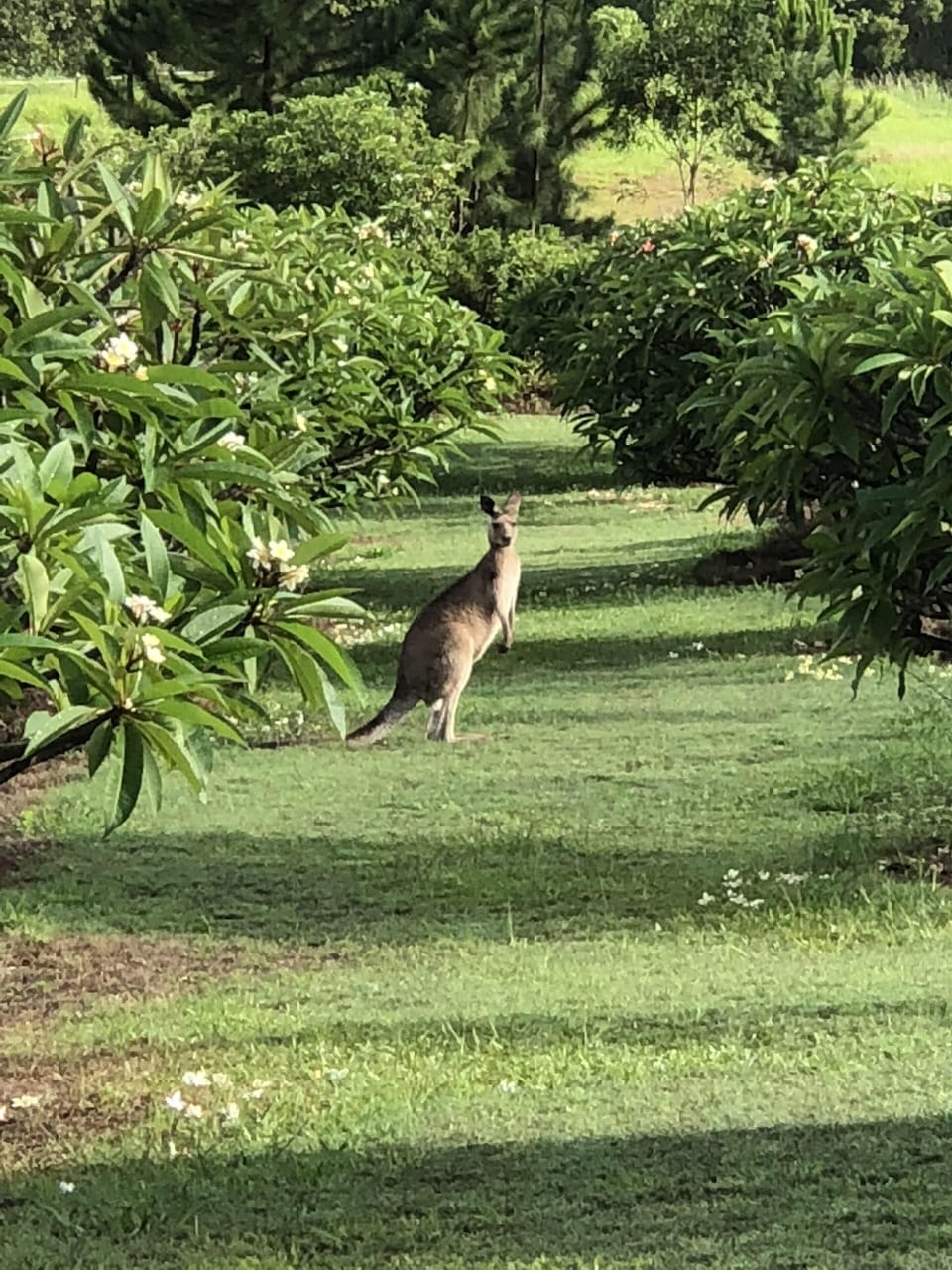 Lots of wildlife on the property including kangaroos