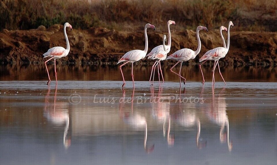 Flamingos in Tavira, Ria Formosa Natural Park