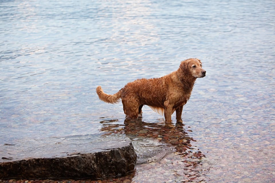 One dog's heaven