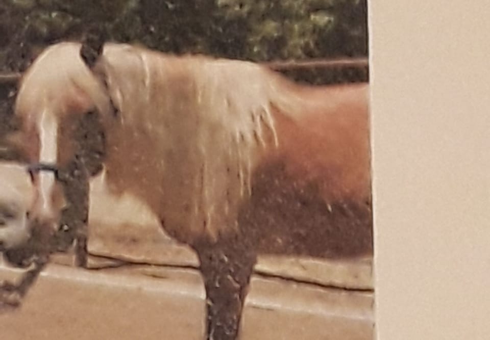 Robbie our halflinger