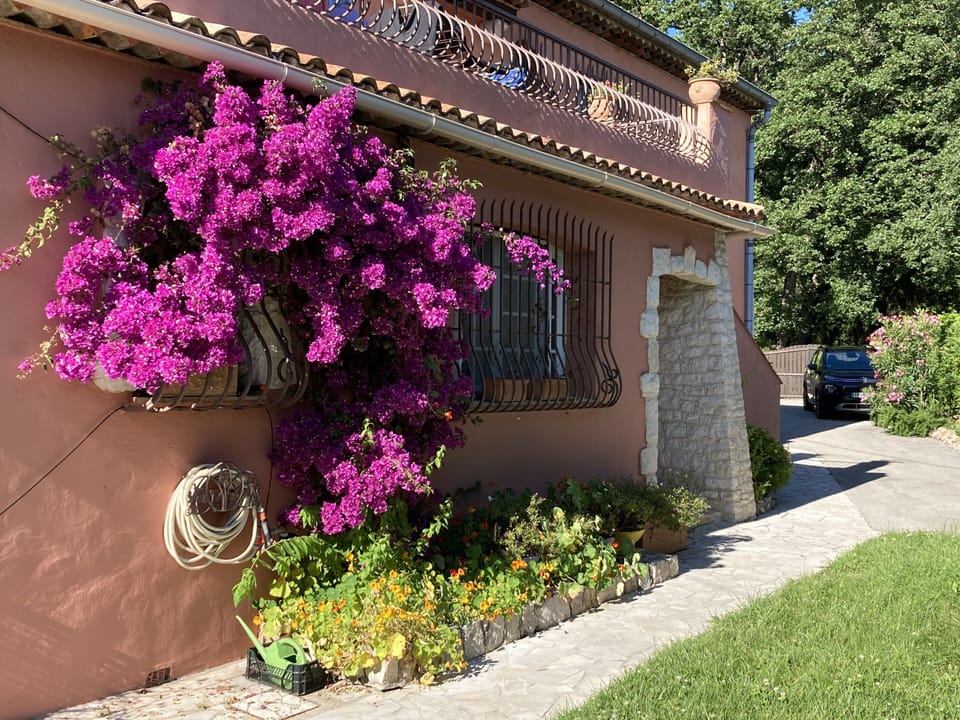 Bougainvillea 