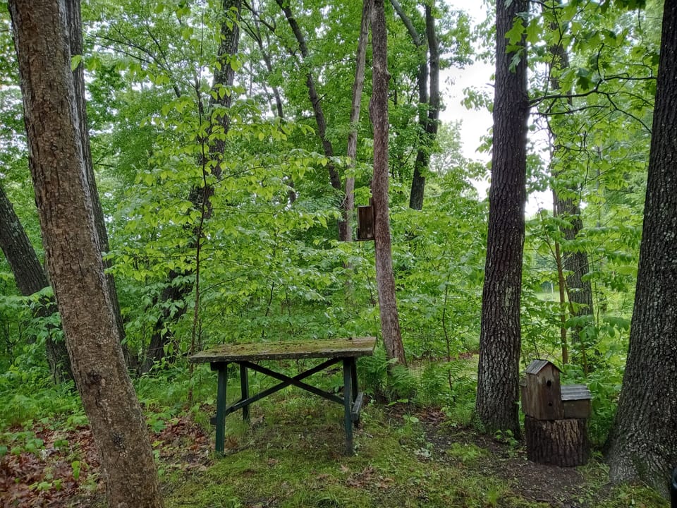 View of woods toward river