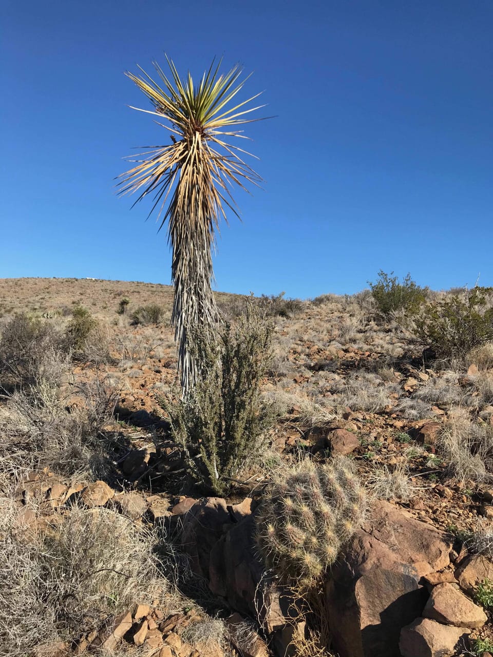 Yucca
